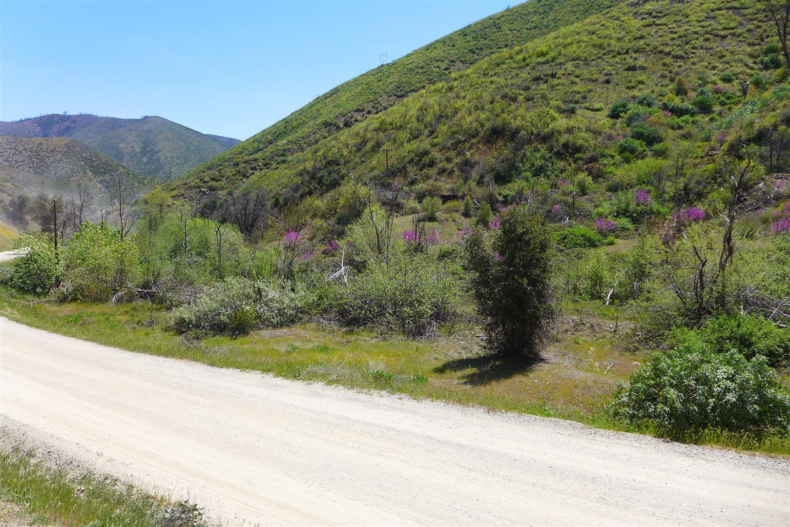 0 French Gulch Road French Gulch, CA 96033 - Photo 12 of 30 a view of a field with a tree in the background