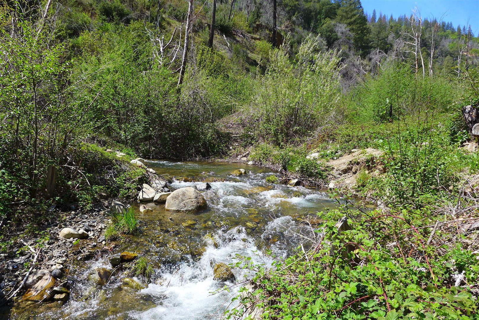 0 French Gulch Road French Gulch, CA 96033 - Photo 14 of 30 a view of a forest with trees