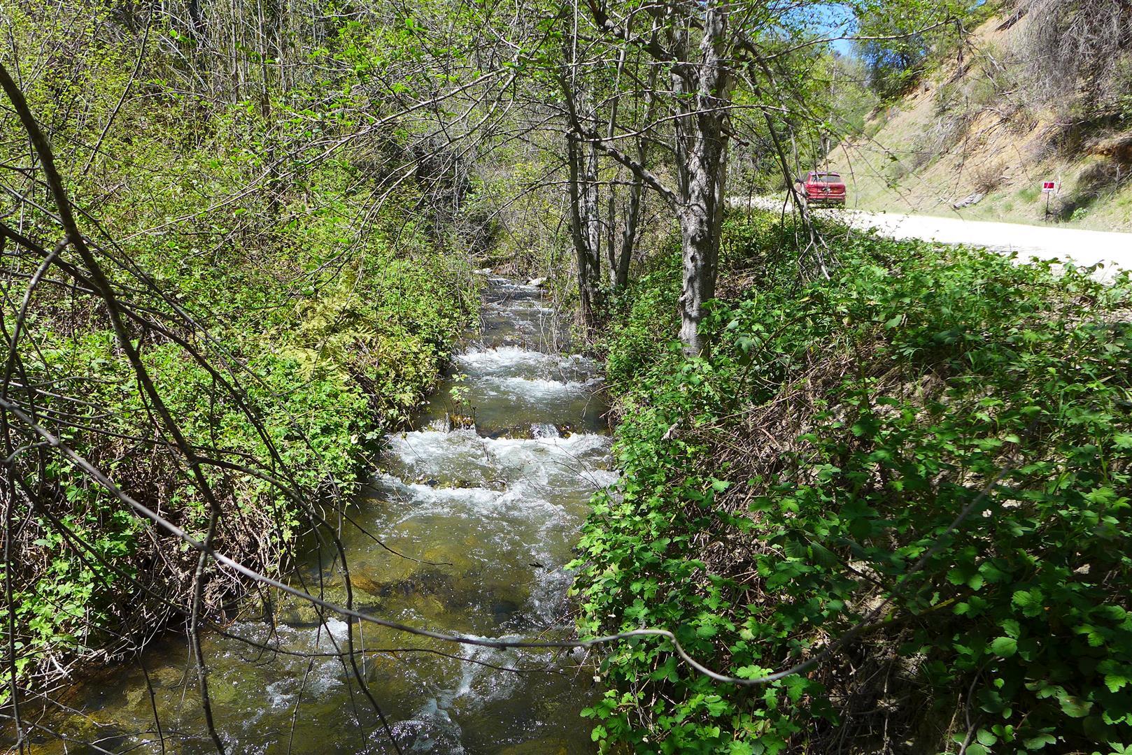 0 French Gulch Road French Gulch, CA 96033 - Photo 16 of 30 a close up of a plant in a garden