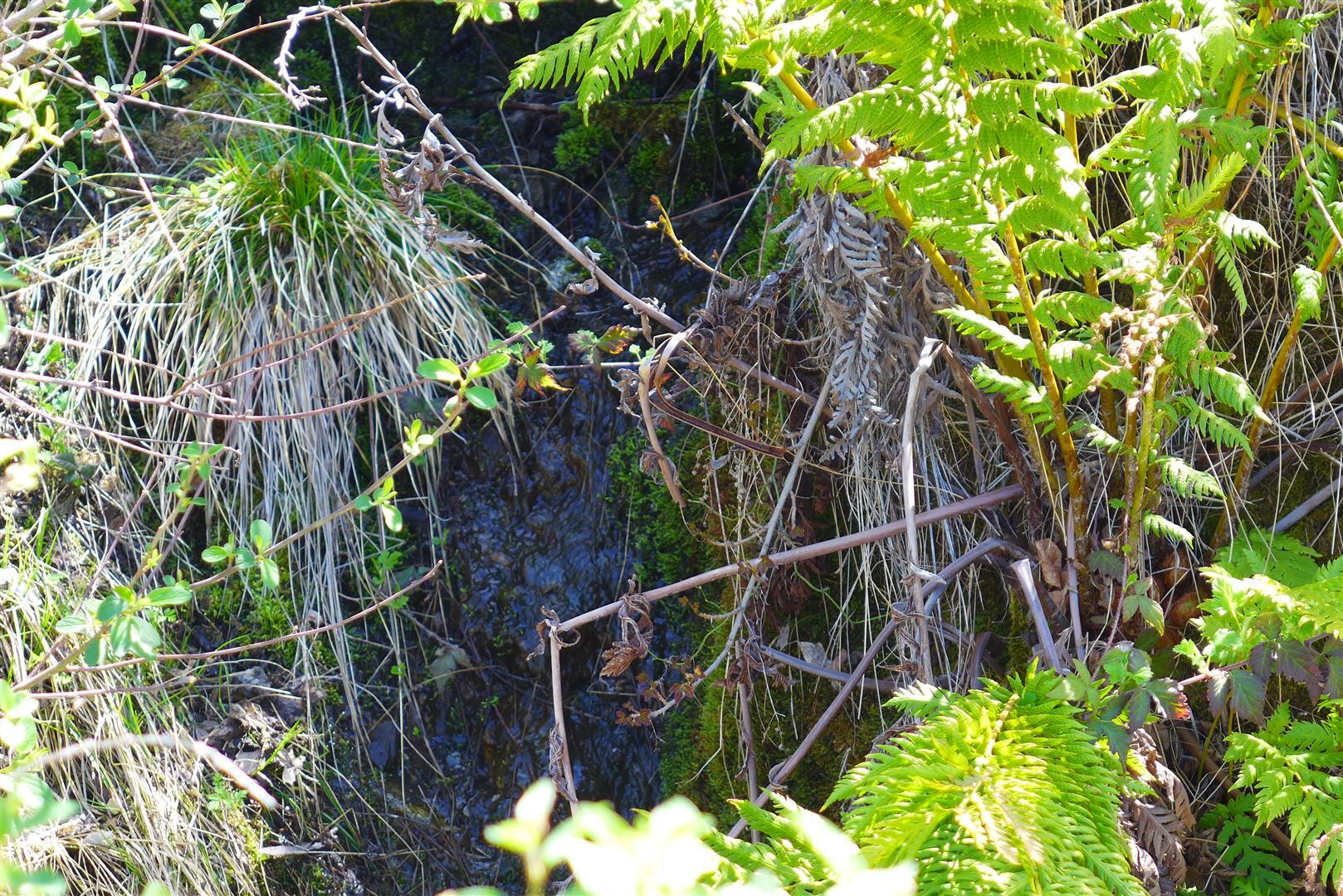 0 French Gulch Road French Gulch, CA 96033 - Photo 18 of 30 a view of a tree