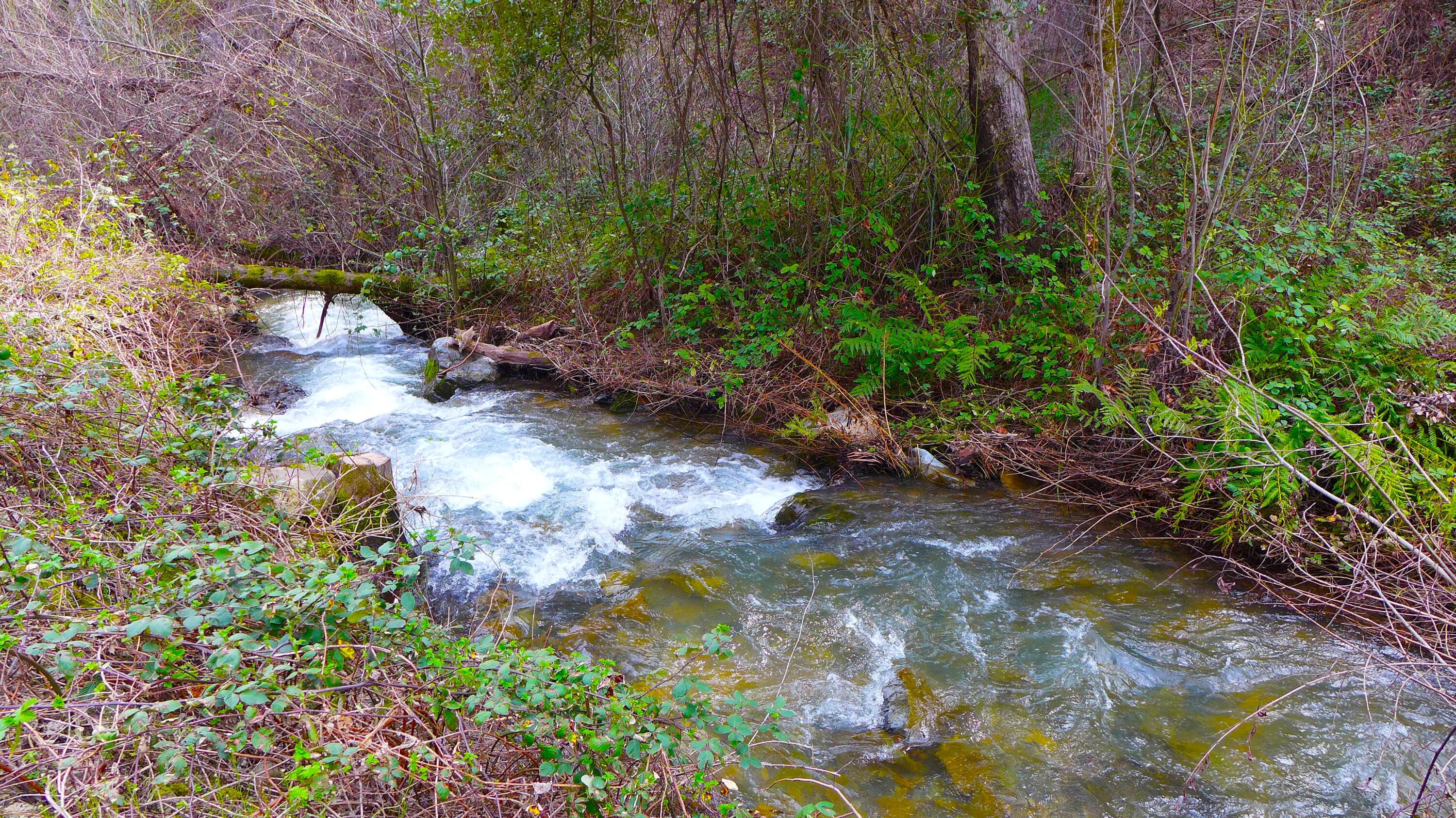 0 French Gulch Road French Gulch, CA 96033 - Photo 23 of 30 a backyard of a house with lots of green space and garden