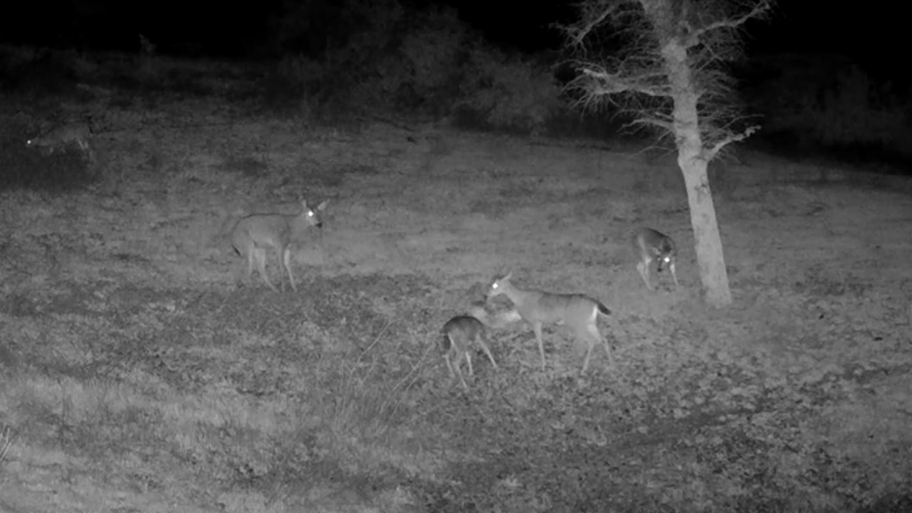 0 French Gulch Road French Gulch, CA 96033 - Photo 25 of 30 a view of a dry yard
