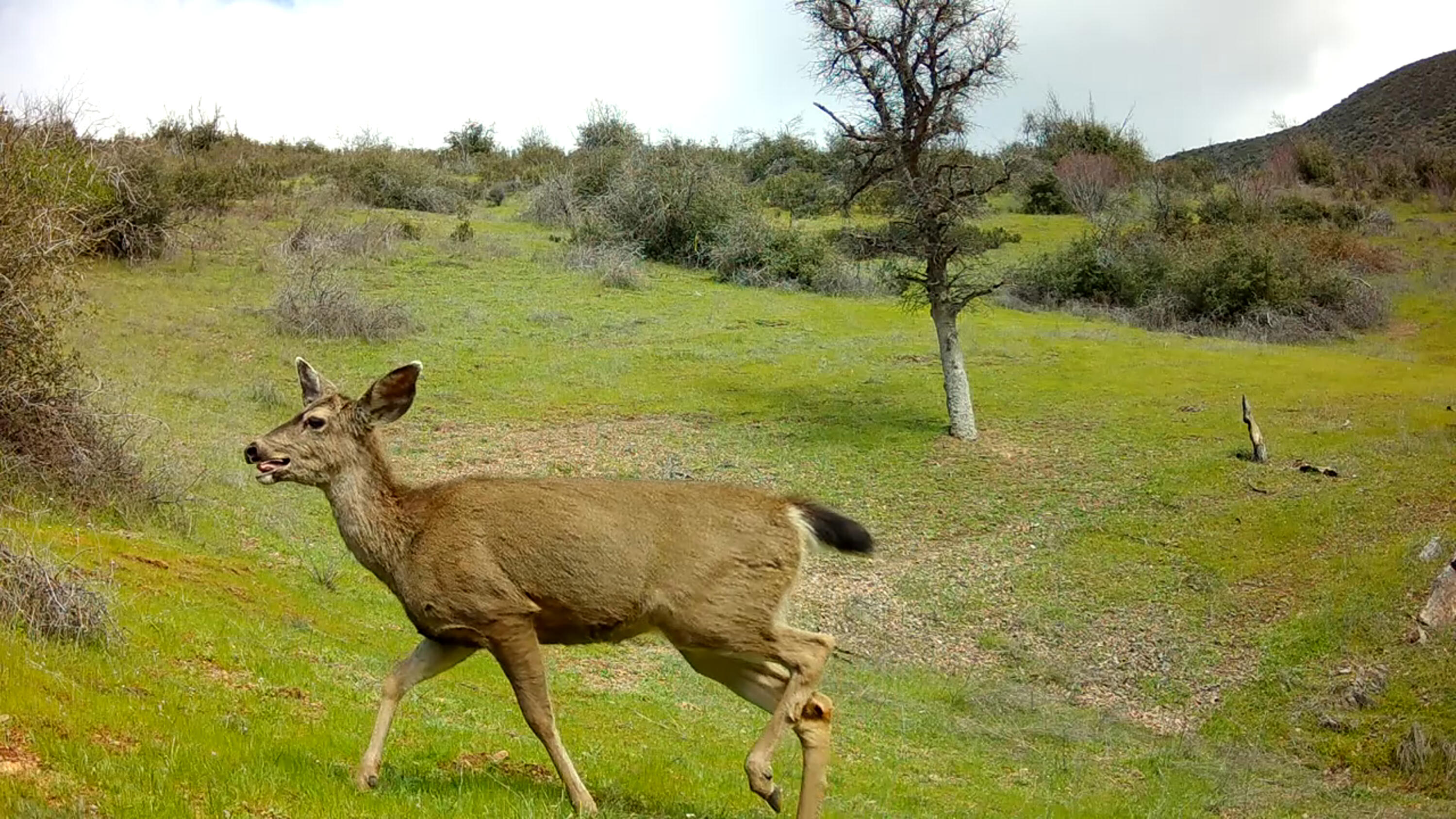 0 French Gulch Road French Gulch, CA 96033 - Photo 26 of 30 a view of a lake with a big yard