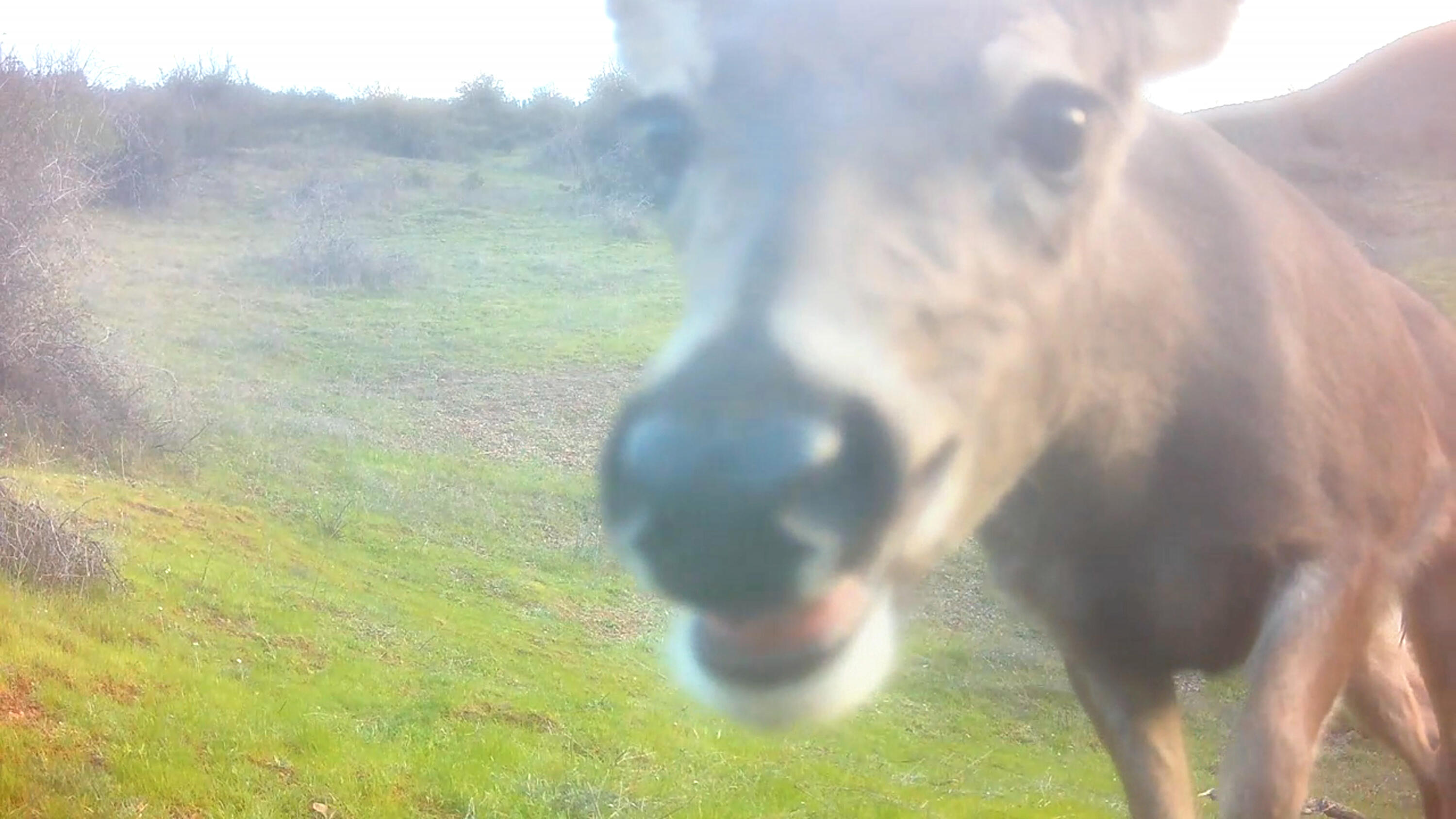 0 French Gulch Road French Gulch, CA 96033 - Photo 27 of 30 a view of residential wall