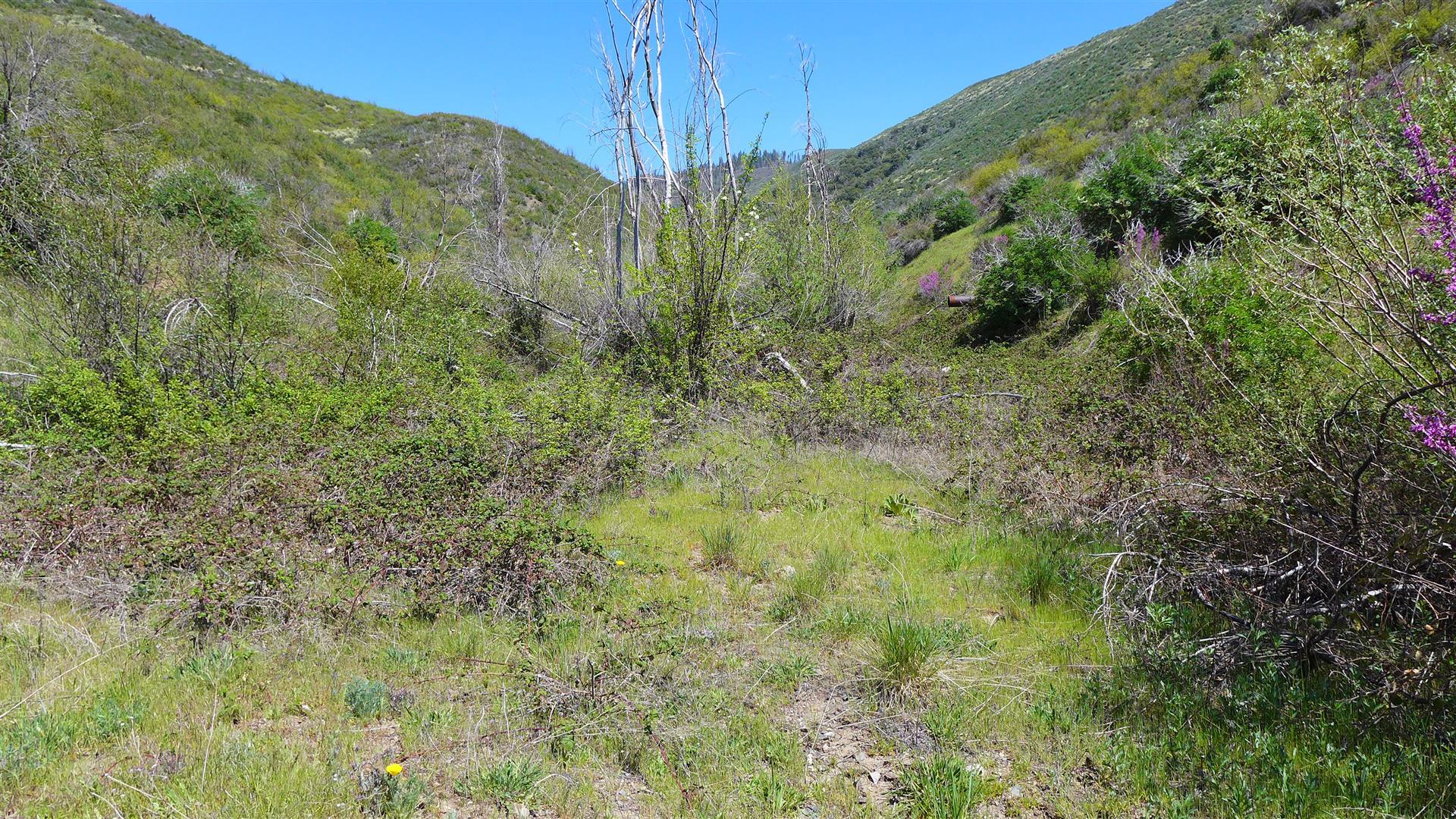 0 French Gulch Road French Gulch, CA 96033 - Photo 8 of 30 a view of a lush green forest with trees