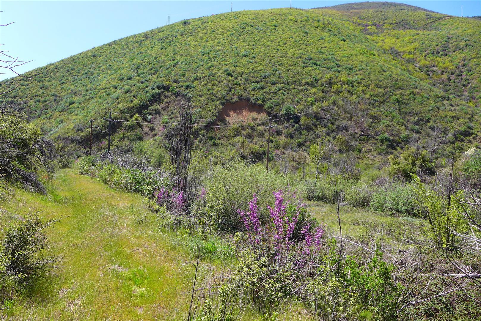 0 French Gulch Road French Gulch, CA 96033 - Photo 9 of 30 a view of a lush green forest with a lake and mountain view