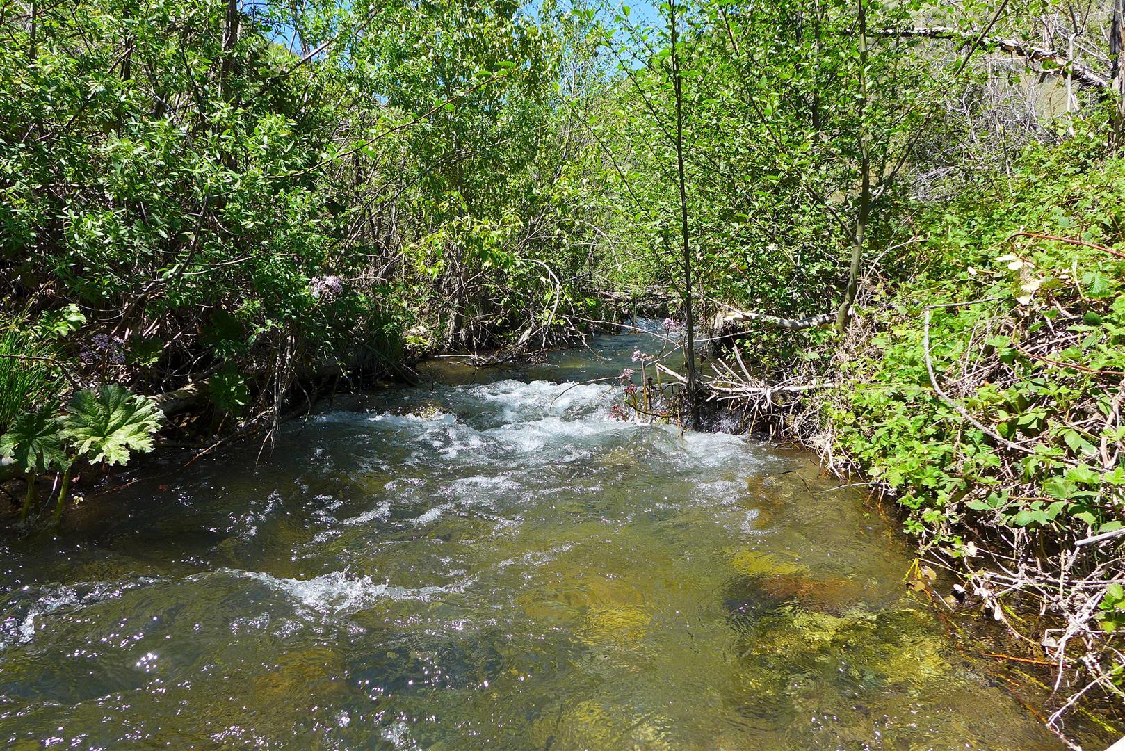 0 French Gulch Road French Gulch, CA 96033 - Photo 10 of 30 a view of a lake with a tree