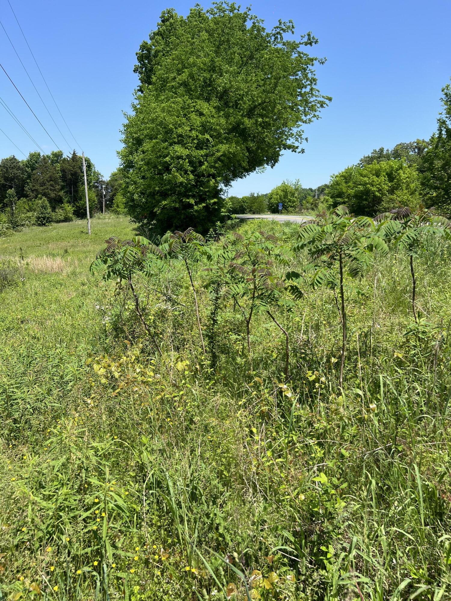 0 Hwy 11 S Riceville Tn 37370 South Riceville, TN 37370 - Photo 6 of 13 IMG_0470