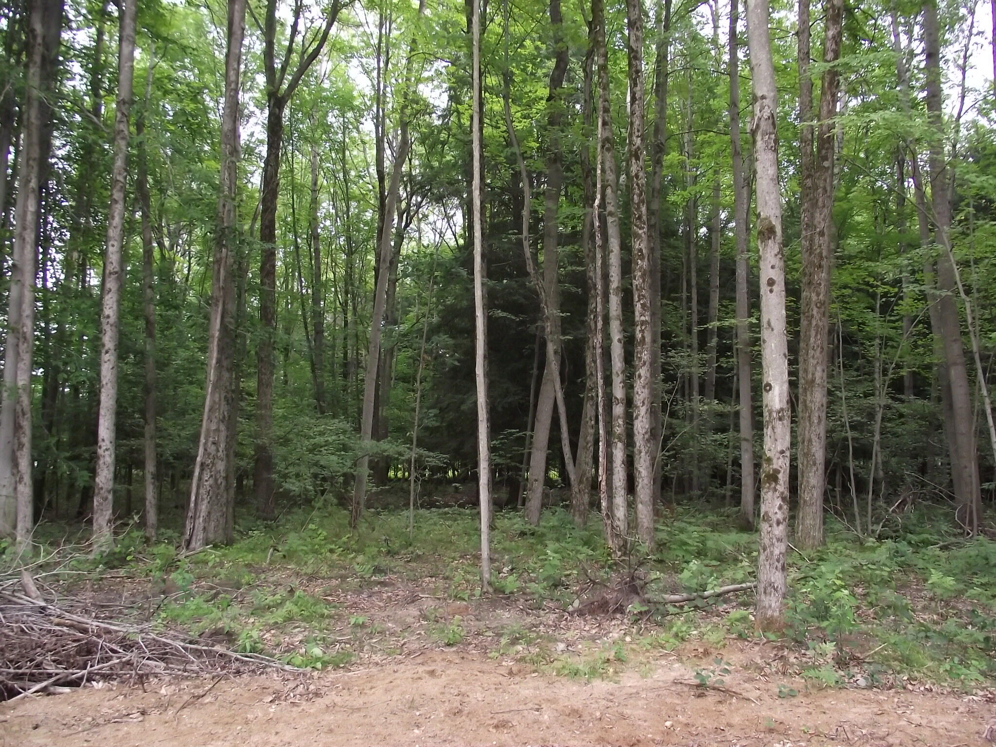6839 North High Bridge Road Brethren, MI 49619 - Photo 34 of 39 DSCF5549