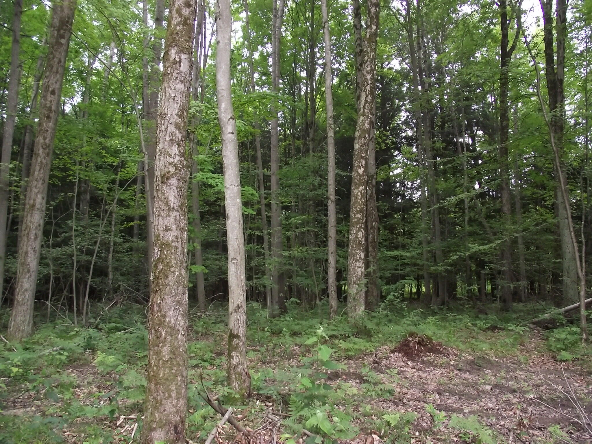 6839 North High Bridge Road Brethren, MI 49619 - Photo 35 of 39 DSCF5550