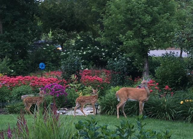 2619 Tuxedo Lane Northwest Rochester, MN 55901 - Photo 3 of 4