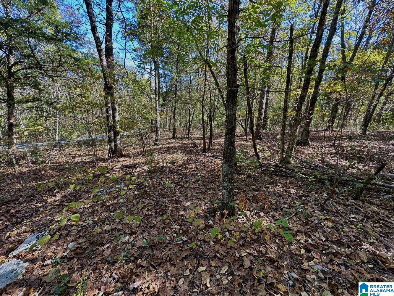 1 Kim Drive, Unit A Springville, AL 35146 - Photo 5 of 7