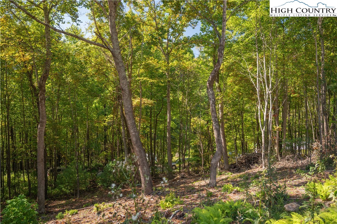 Lot 137 Angelfire Trail Deep Gap, NC 28618 - Photo 5 of 27 a view of a forest with trees