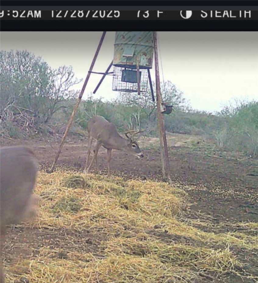 123-124 Frontier Road San Diego, TX 78384 - Photo 11 of 20 a view of a yard