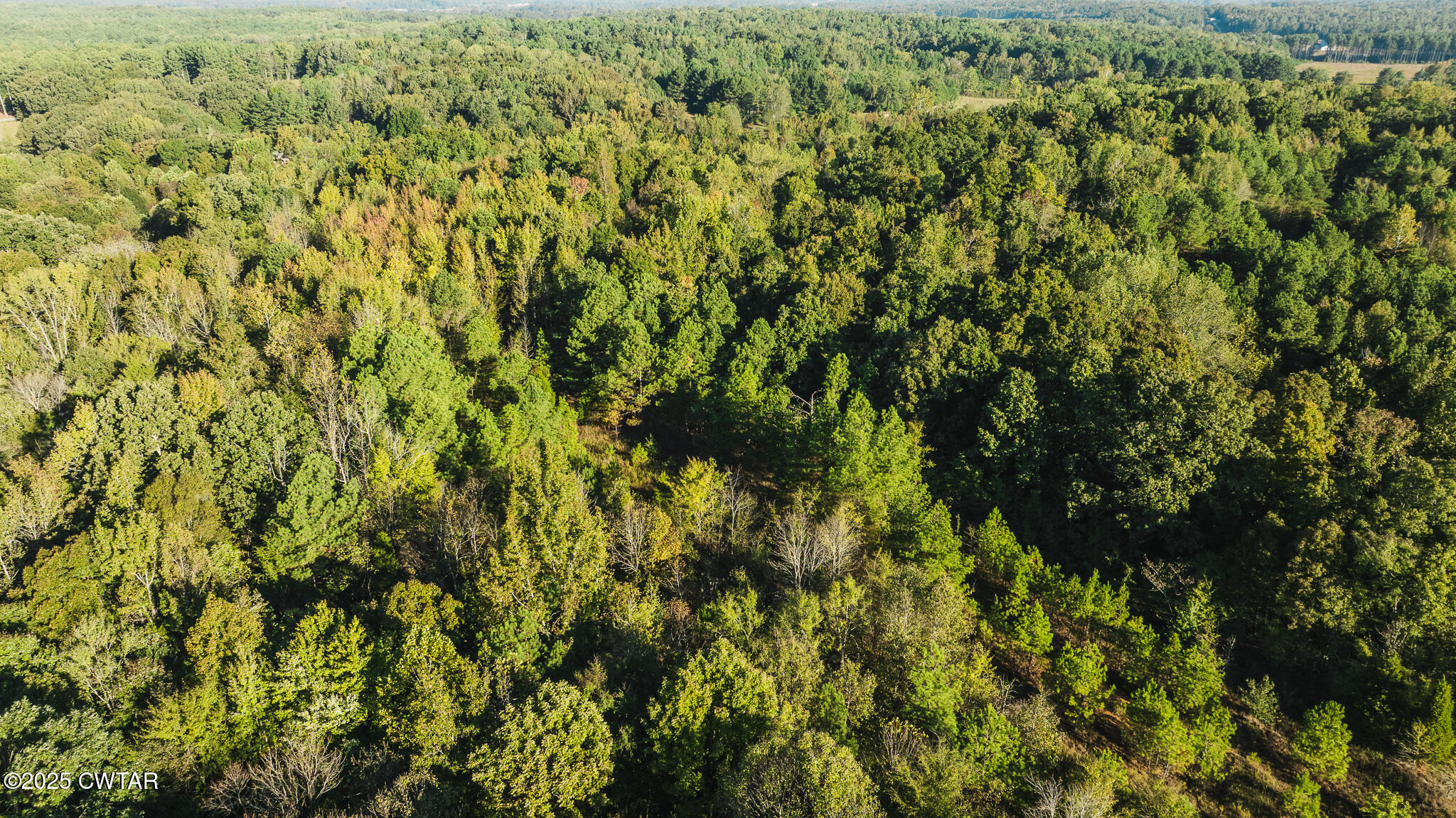 0 Jewell Store Road Dresden, TN 38225 - Photo 8 of 22 a view of a lush green forest