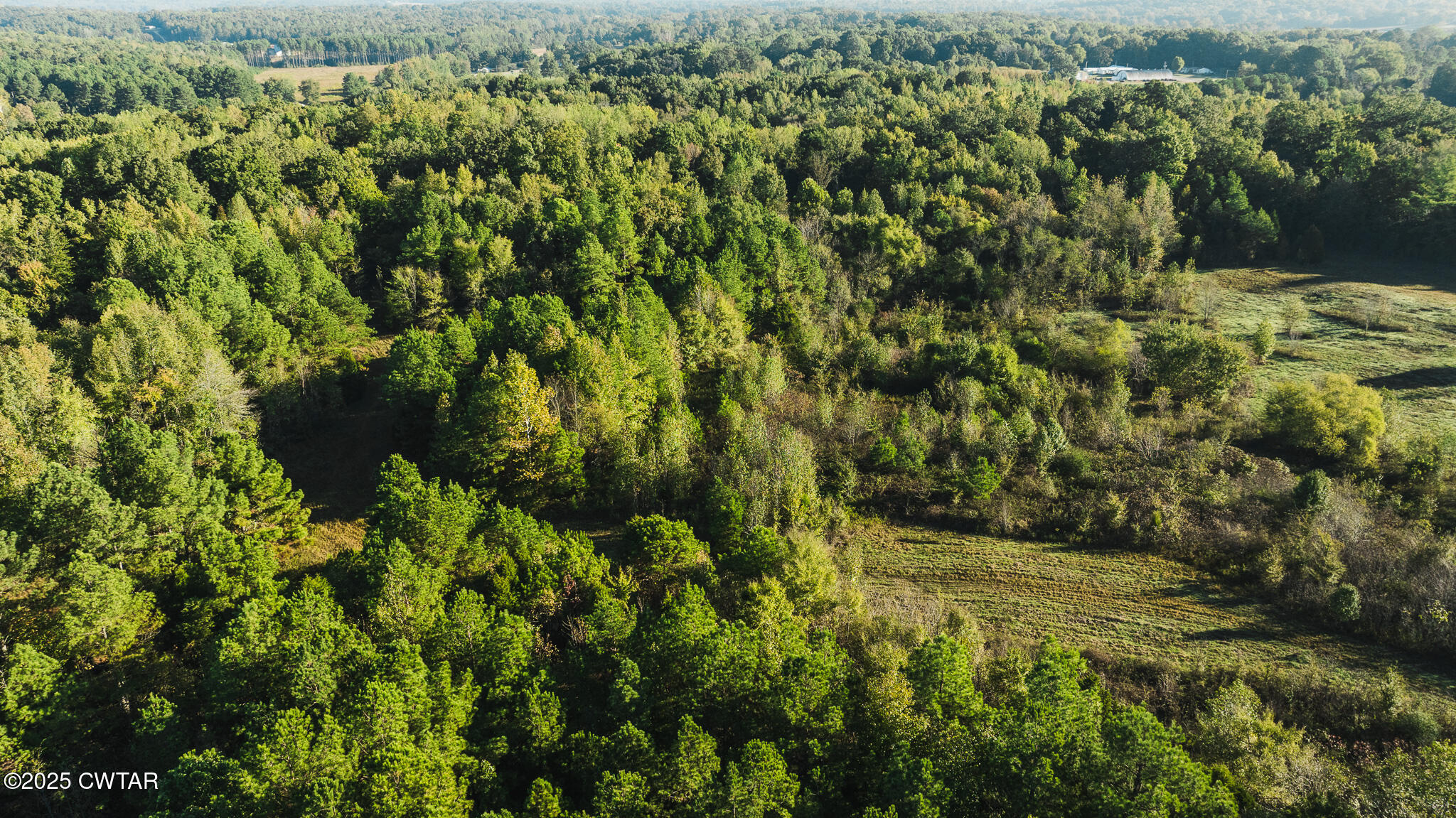 0 Jewell Store Road Dresden, TN 38225 - Photo 10 of 22 a view of a yard with plants and large trees