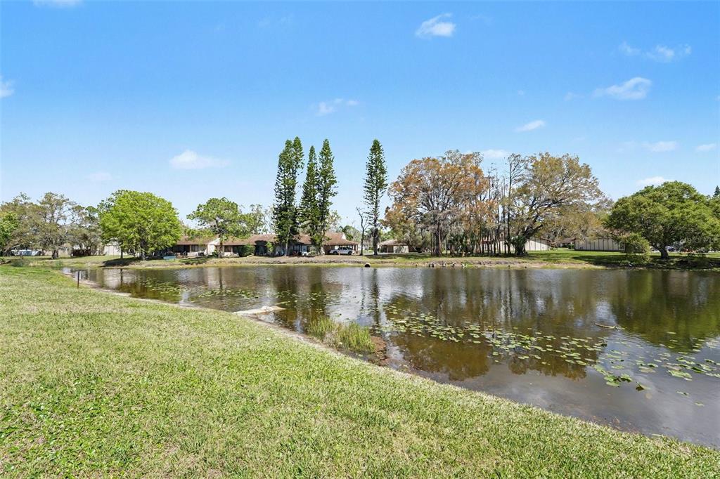 129 Camphor Circle, Unit F Oldsmar, FL 34677 - Photo 32 of 38 a view of a lake with a city