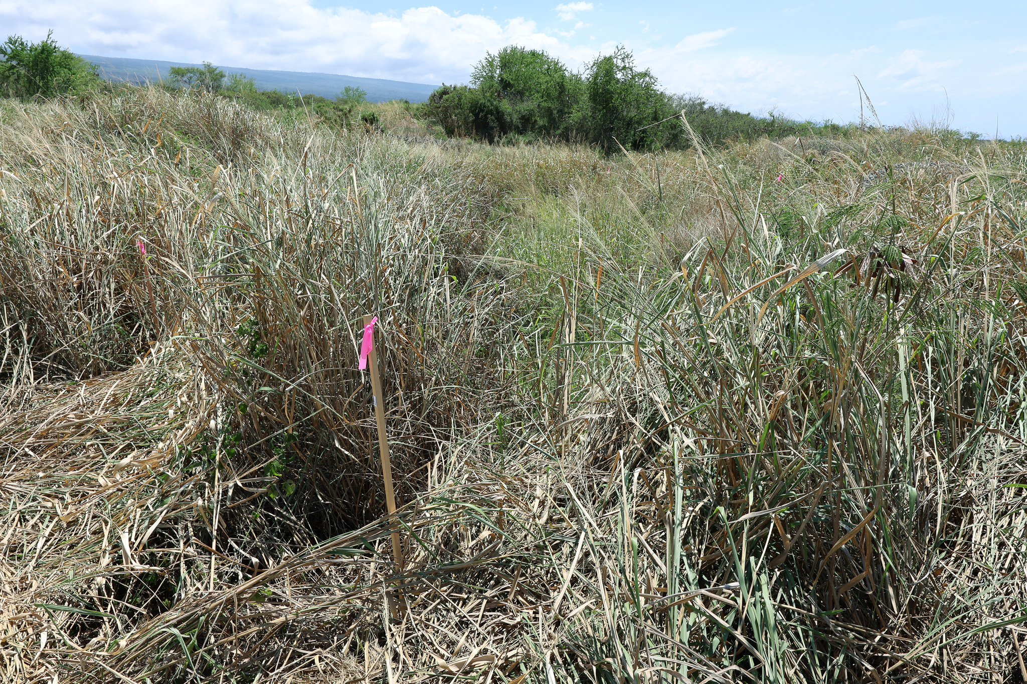 85-4471 Kapia Road Captain Cook, HI 96704 - Photo 11 of 30