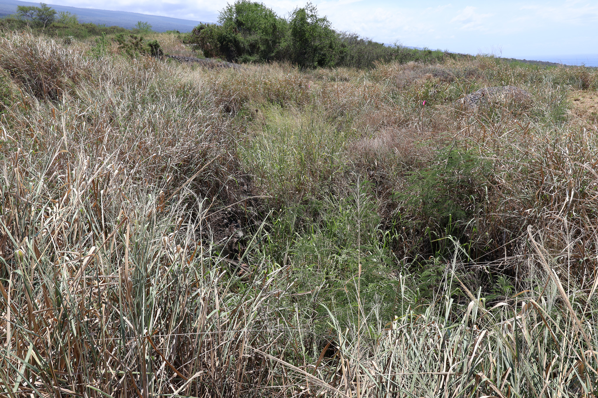 85-4471 Kapia Road Captain Cook, HI 96704 - Photo 12 of 30 a view of a field of grass and trees