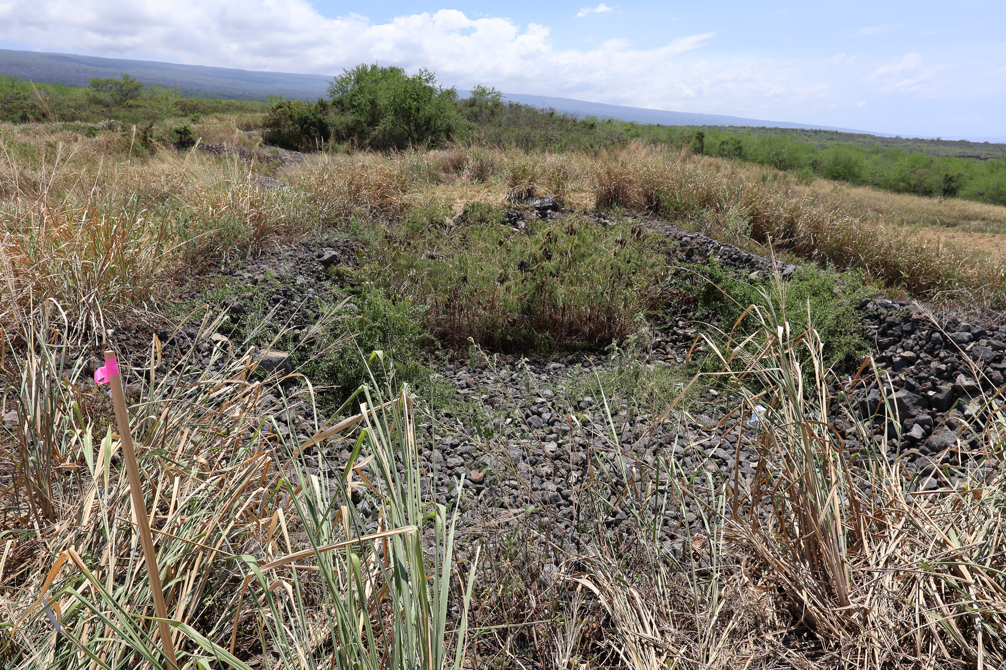 85-4471 Kapia Road Captain Cook, HI 96704 - Photo 13 of 30 a view of a bunch of trees and bushes