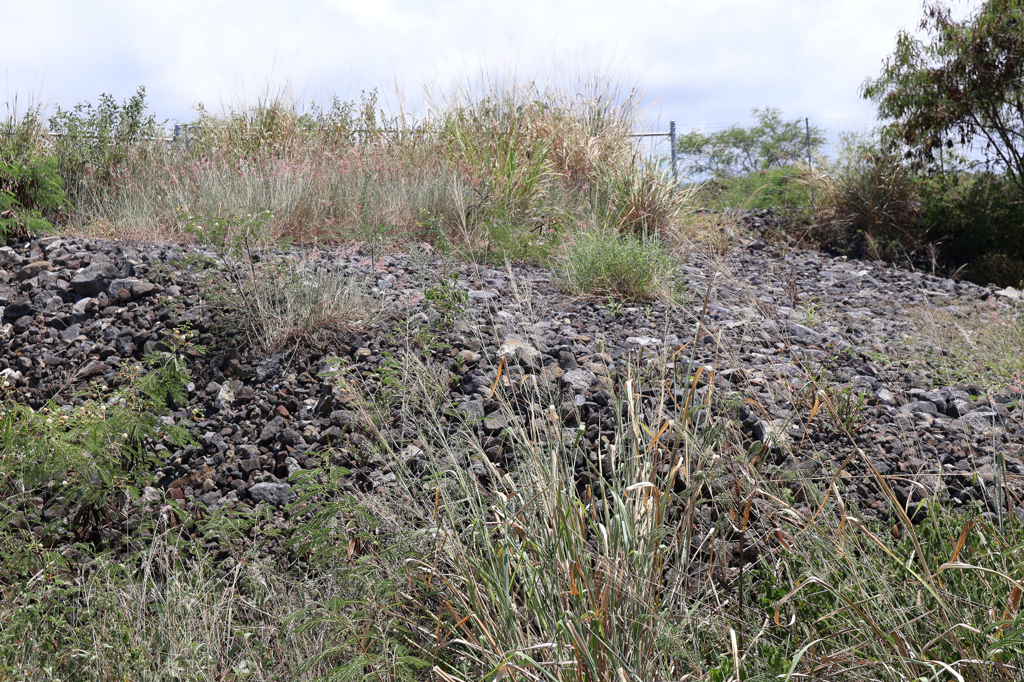 85-4471 Kapia Road Captain Cook, HI 96704 - Photo 20 of 30 a view of a forest with trees in the background