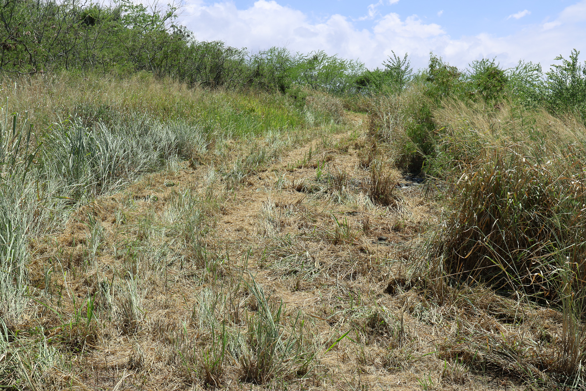85-4471 Kapia Road Captain Cook, HI 96704 - Photo 21 of 30 a view of a field with a tree in the background