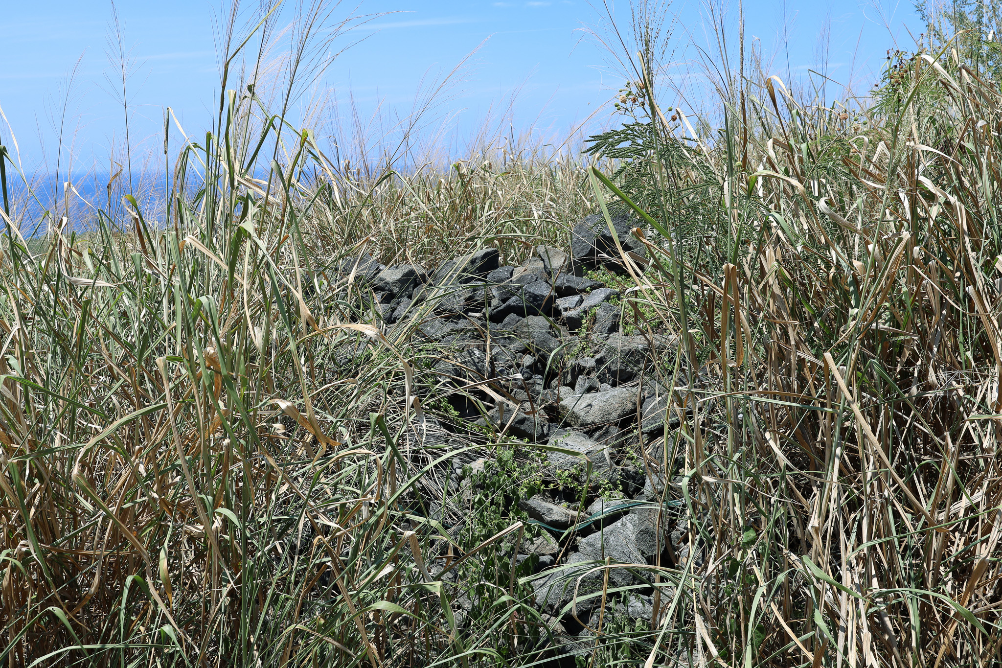 85-4471 Kapia Road Captain Cook, HI 96704 - Photo 9 of 30 a view of a bunch of plants and bushes