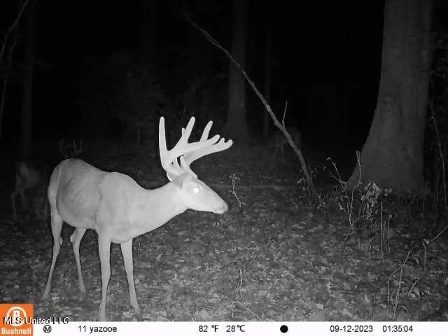 $7,201,000 | 5302 Bend Road, Vaughan, MS 39179