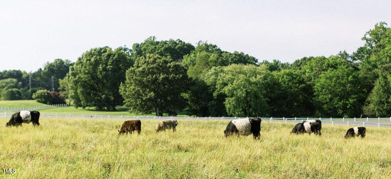 25 East Camden Pittsboro, NC 27312 - Photo 70 of 71 cows in pasture