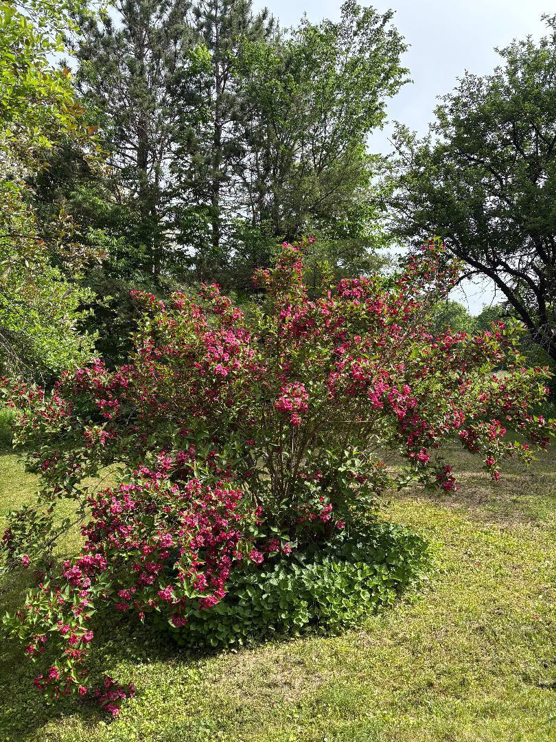 549 Hudson Road Glenburn, ME 04401 - Photo 31 of 40 flowering tree glenburn