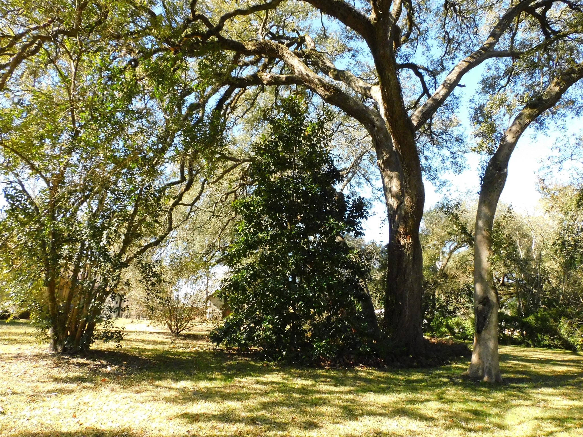 2408 Gun And Rod Road Brenham, TX 77833 - Photo 4 of 17 a view of a tree in a yard