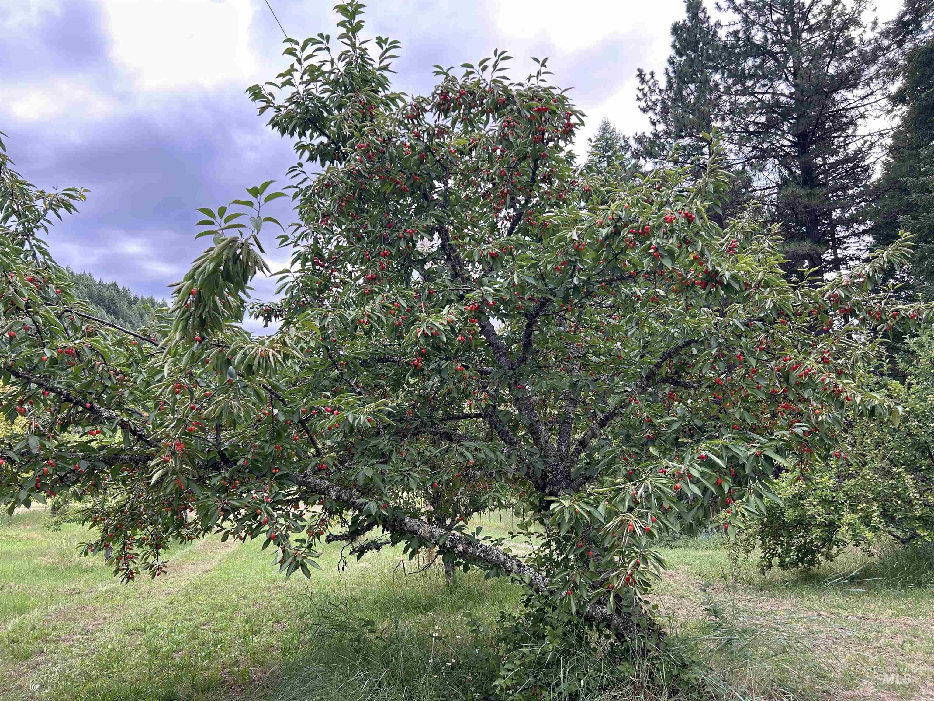 266 Falcon Ridge Road Kooskia, ID 83539 - Photo 50 of 50 Mature fruit tree with lush green foliage and visible red berries, set against a backdrop of natural landscaping and distant evergreen trees