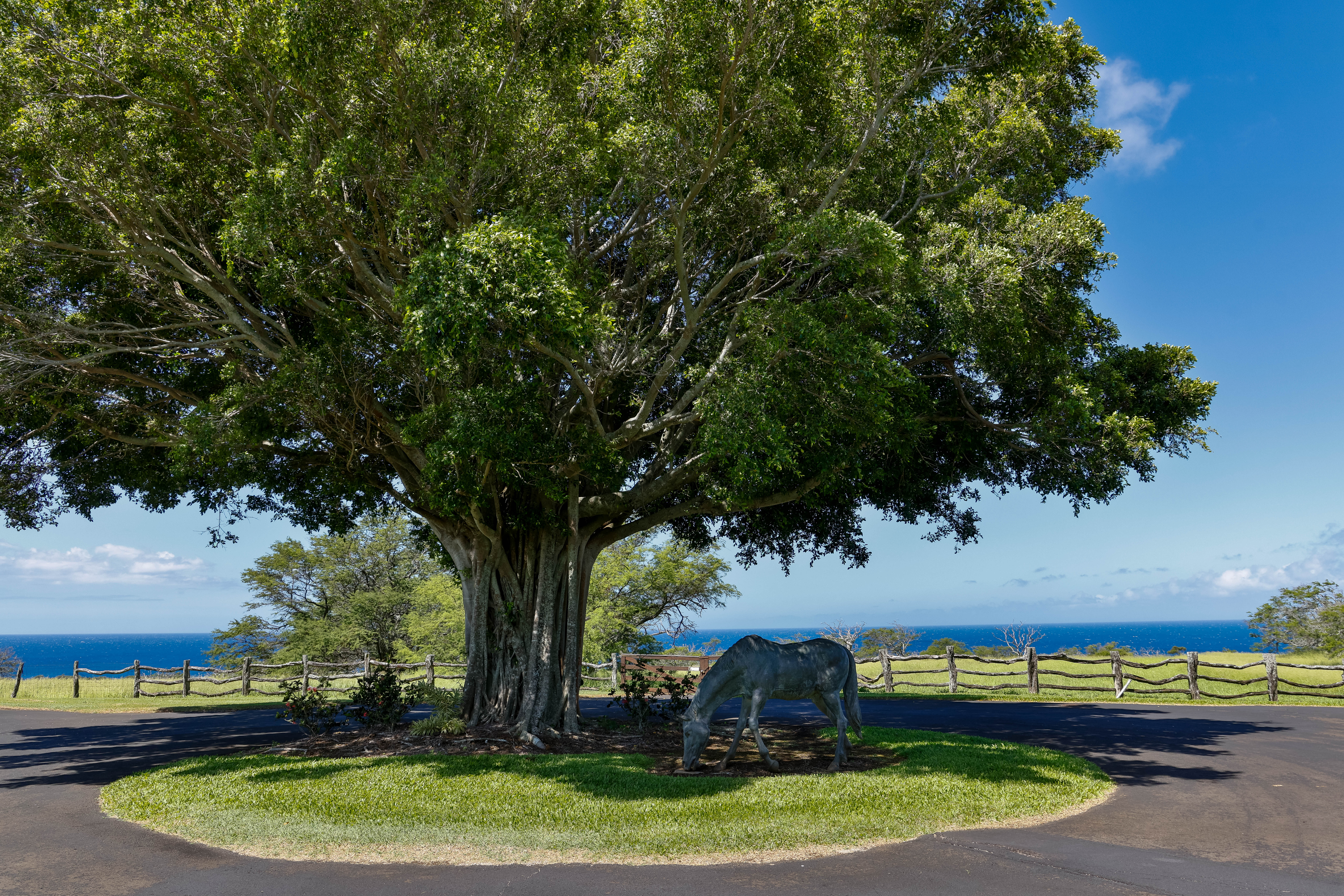 56-101 Lot 11 Pualani Road Kamuela, HI 96743 - Photo 17 of 25 a view of a backyard with swimming pool