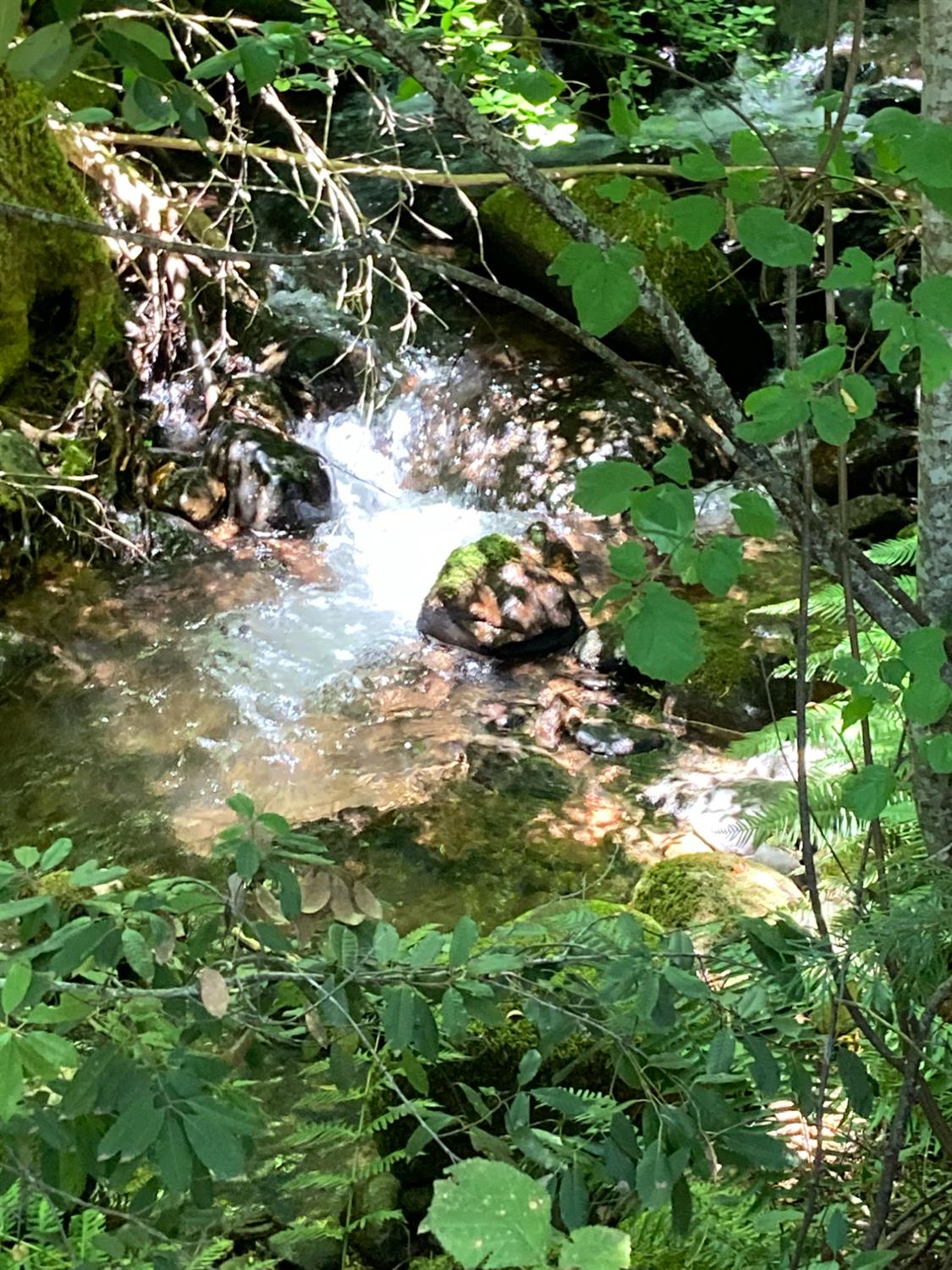 a view of flowers in a garden