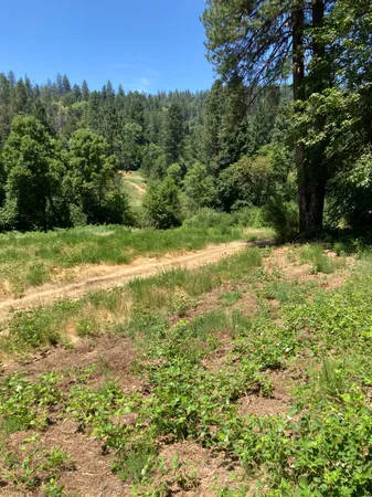 a view of a yard with an trees