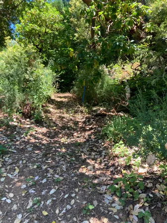 a view of a forest with trees in the background