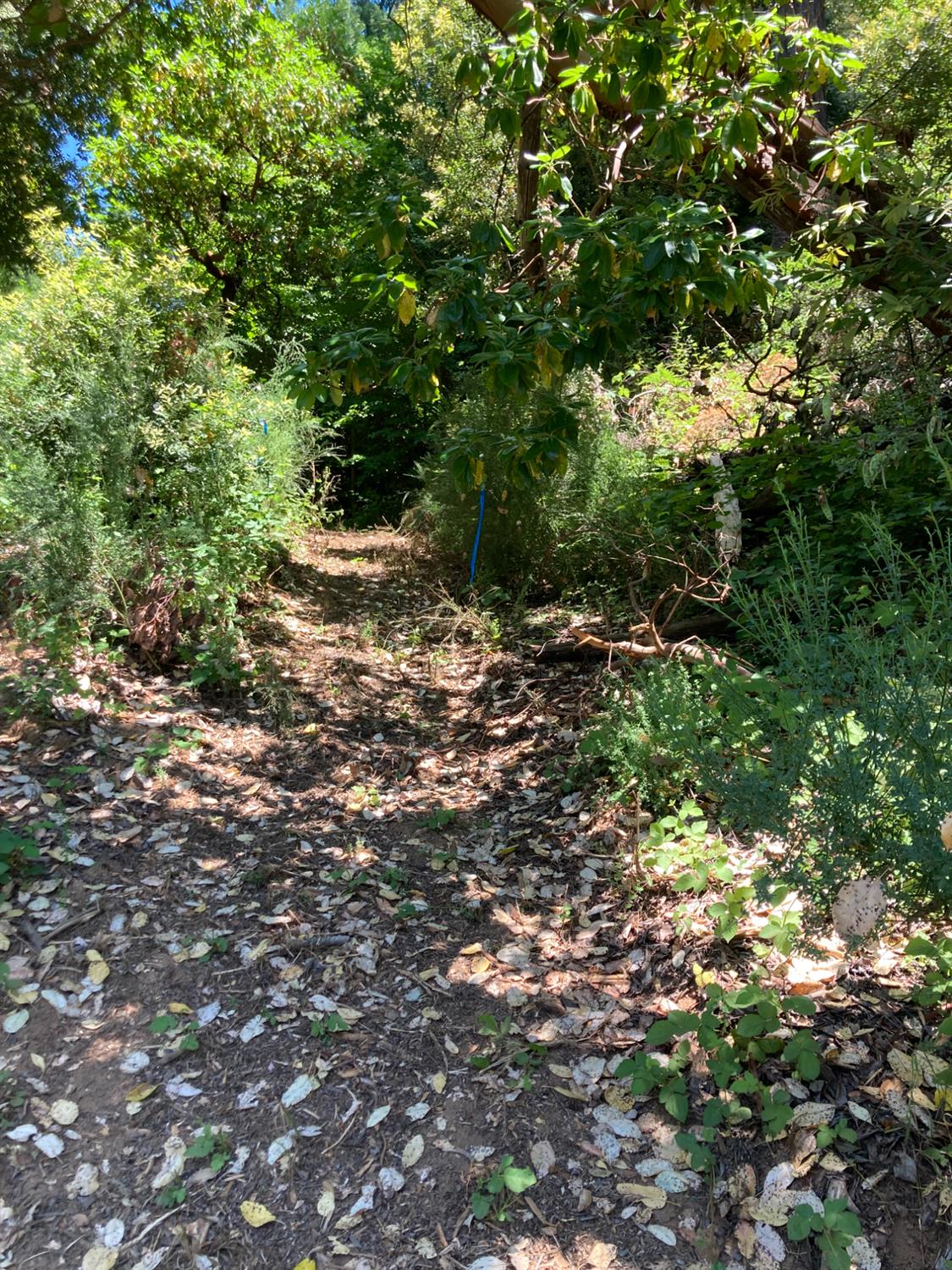 0 Baker Road Camptonville, CA 95922 - Photo 12 of 27 a view of a forest with trees in the background