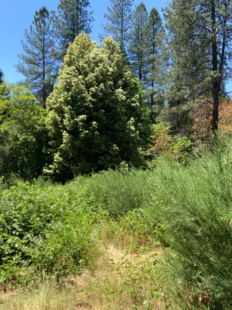 a view of a garden