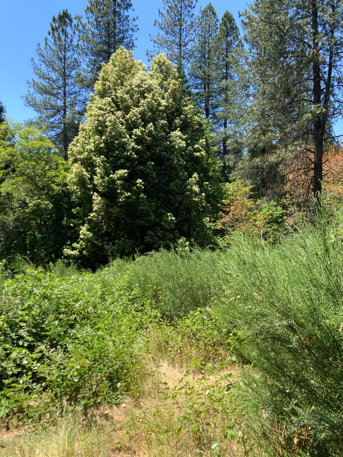 0 Baker Road Camptonville, CA 95922 - Photo 13 of 27 a view of a garden