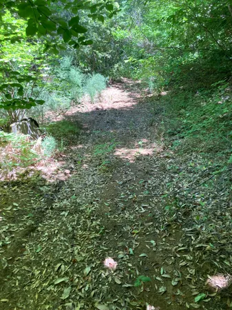 a view of a forest with a tree