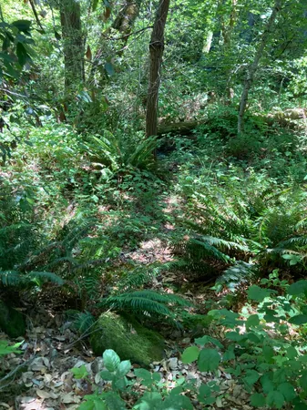 a plant view in yard