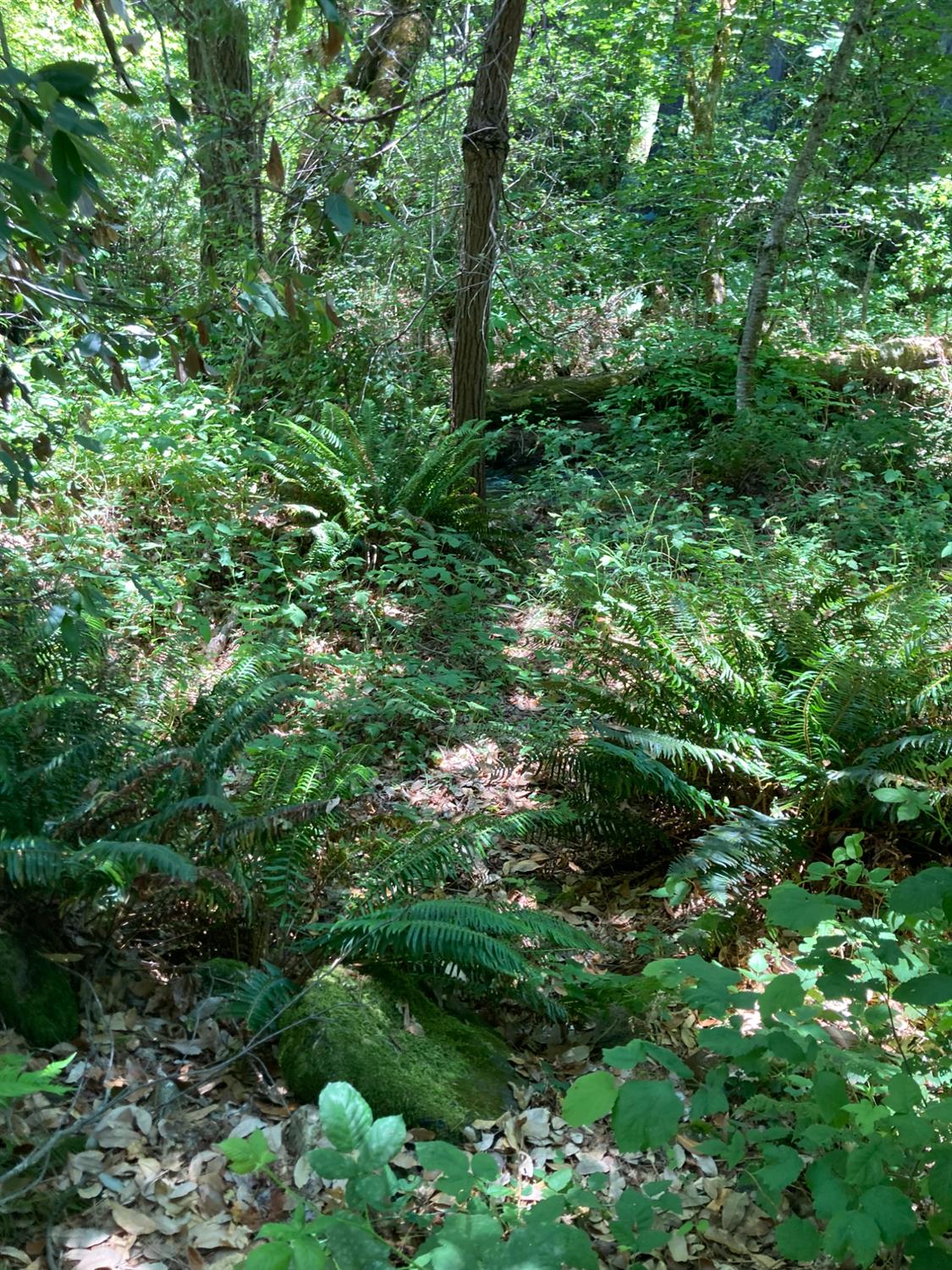 0 Baker Road Camptonville, CA 95922 - Photo 15 of 27 a plant view in yard