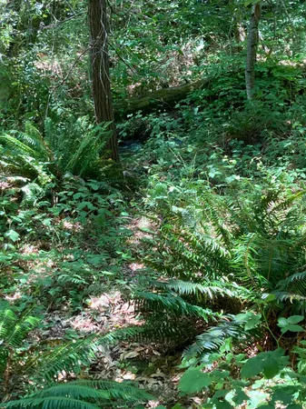 a view of a lush green forest with lawn chairs and trees