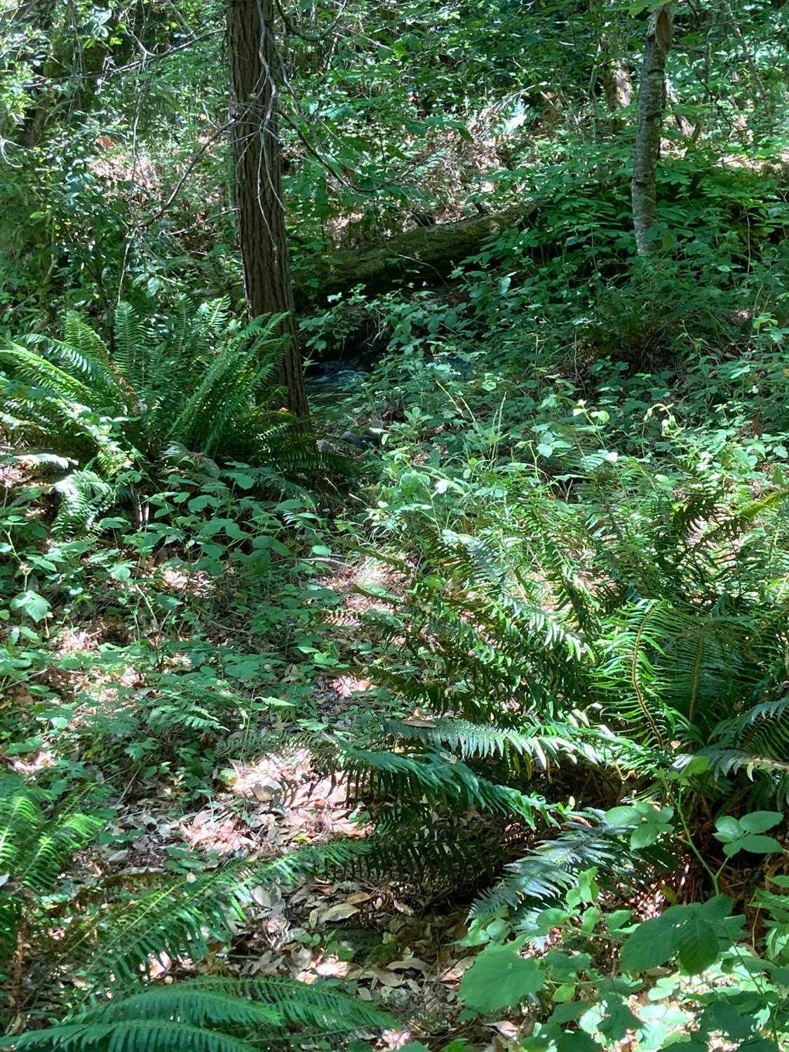 0 Baker Road Camptonville, CA 95922 - Photo 16 of 27 a view of a lush green forest with lawn chairs and trees