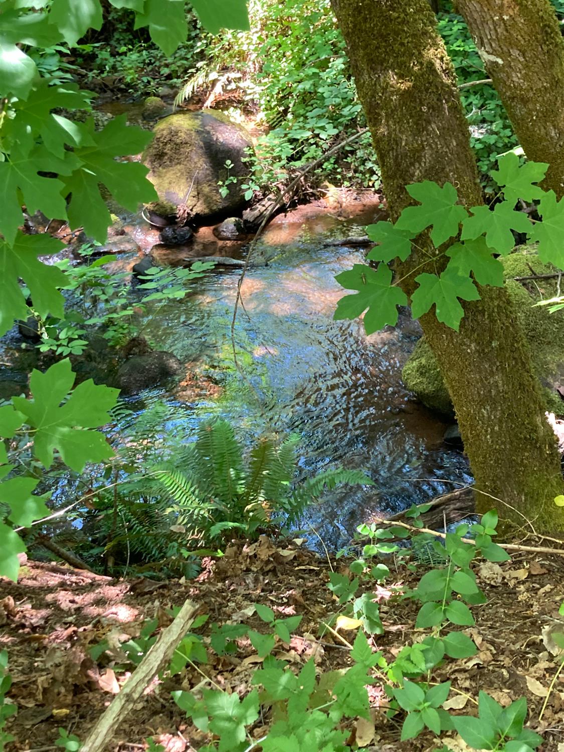 0 Baker Road Camptonville, CA 95922 - Photo 17 of 27 a backyard of a house