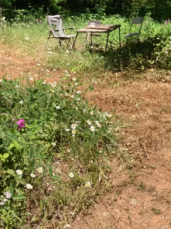 a view of a garden with a lake