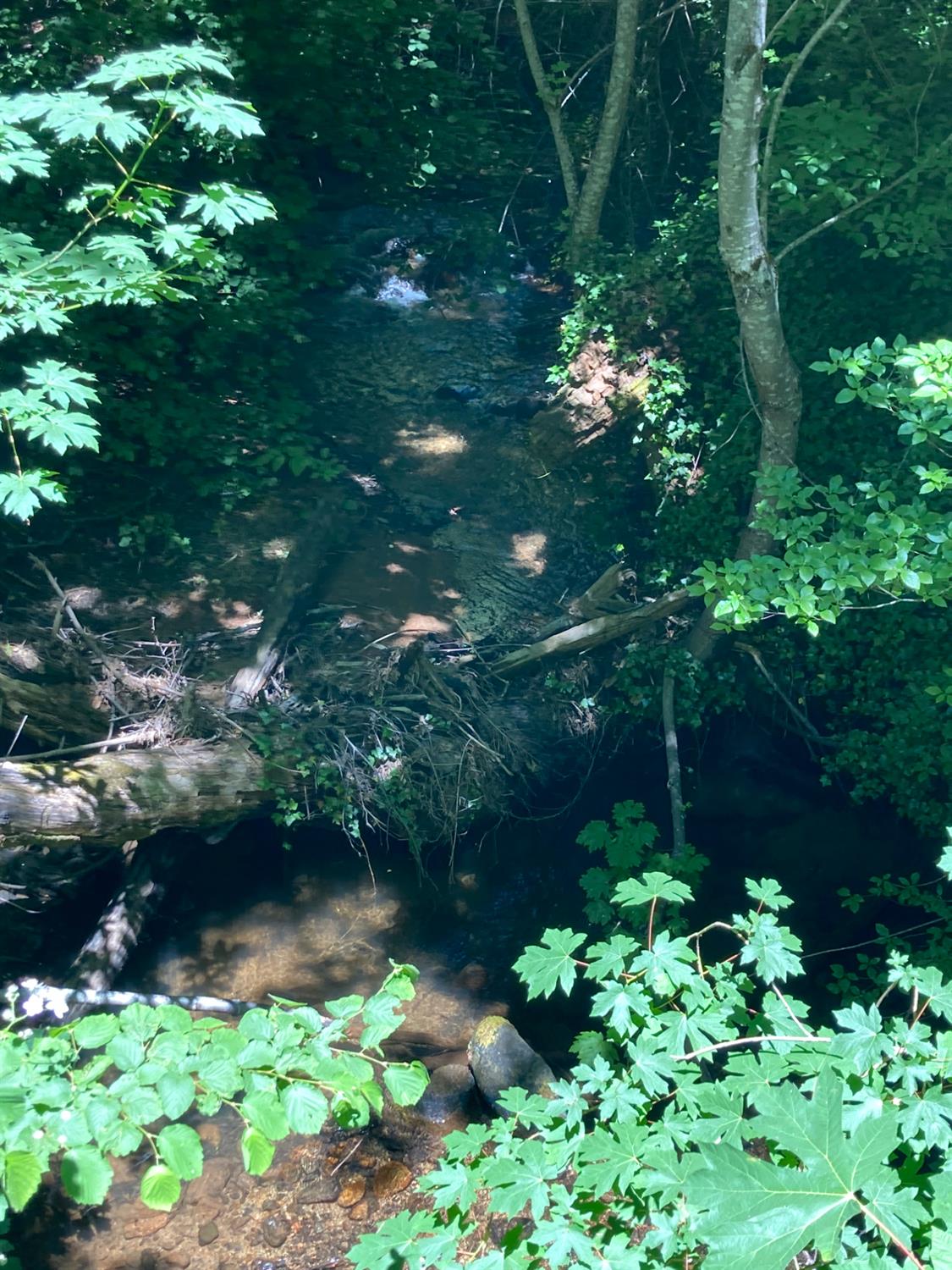 0 Baker Road Camptonville, CA 95922 - Photo 20 of 27 a view of a garden with a lake