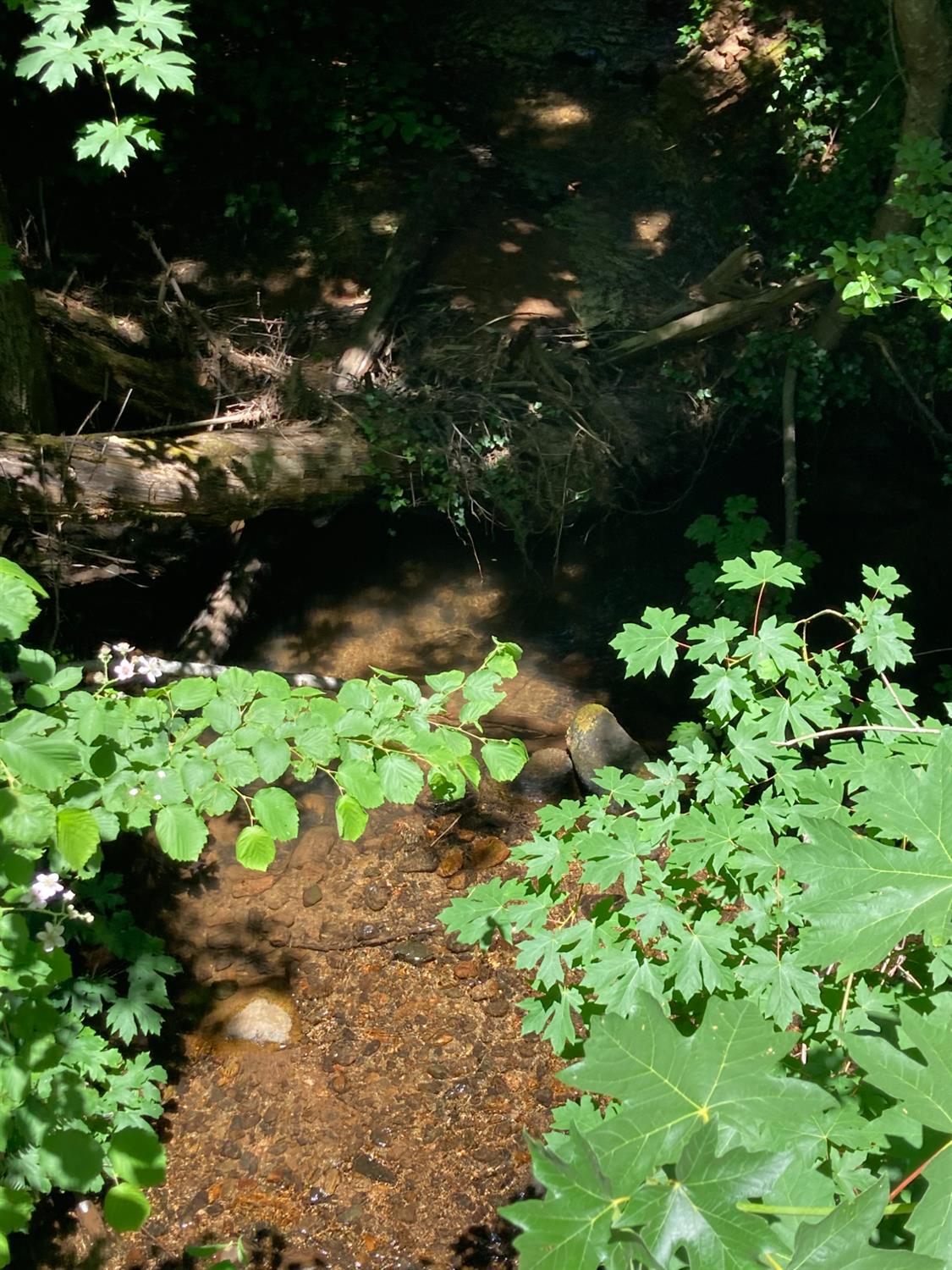 0 Baker Road Camptonville, CA 95922 - Photo 21 of 27 a view of flowers in a garden