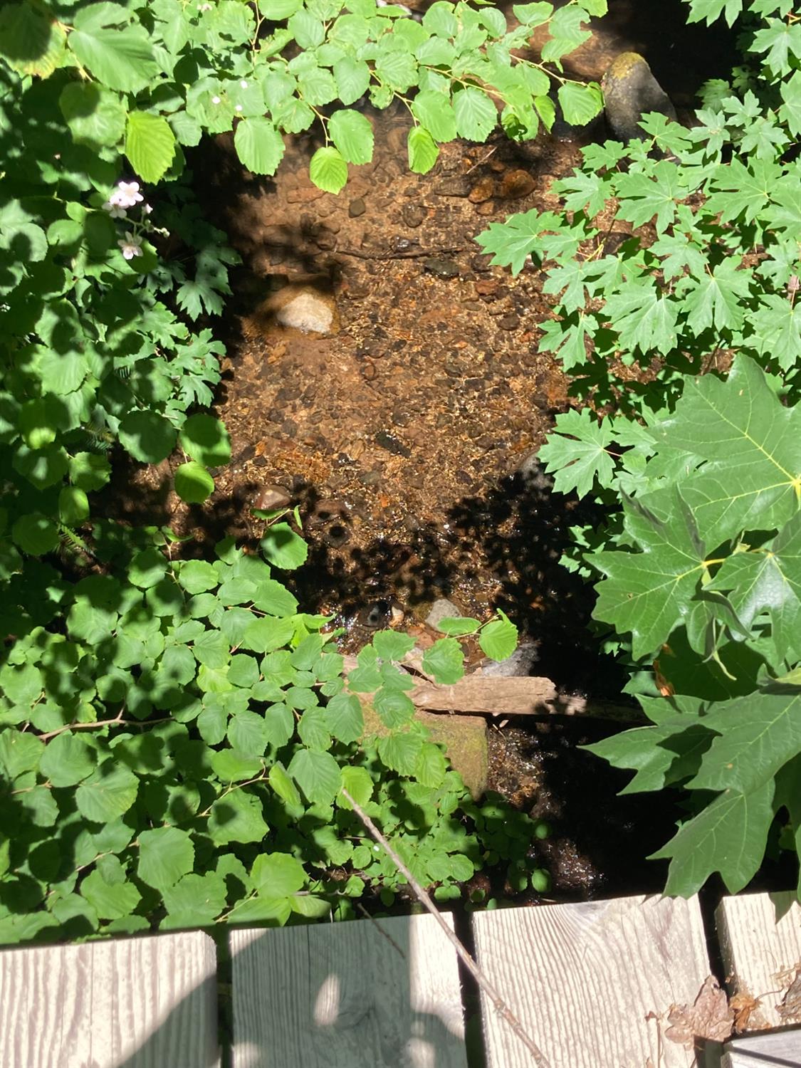 0 Baker Road Camptonville, CA 95922 - Photo 22 of 27 a bunch of flowers