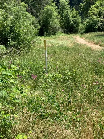 a view of a yard